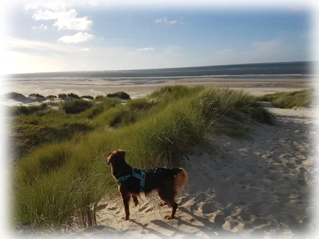 Bino am Strand